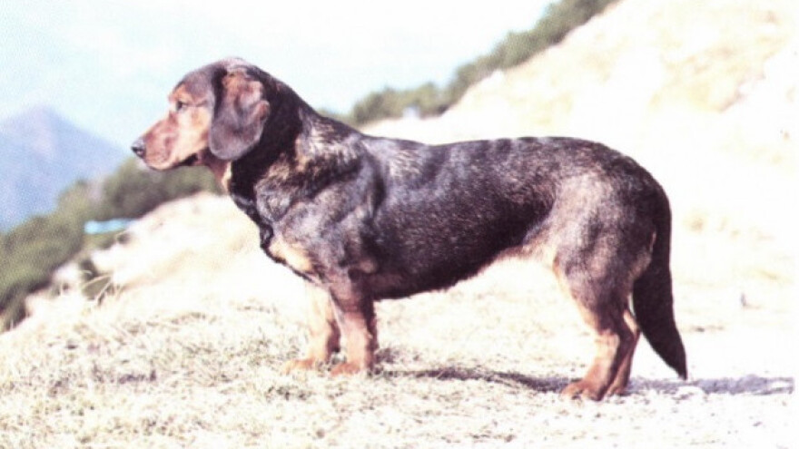 Alpski brak jazavčar postoji od pamtivijeka