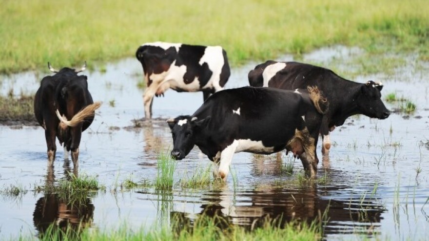 S poplavljenih područja evakuirano 65 % životinja