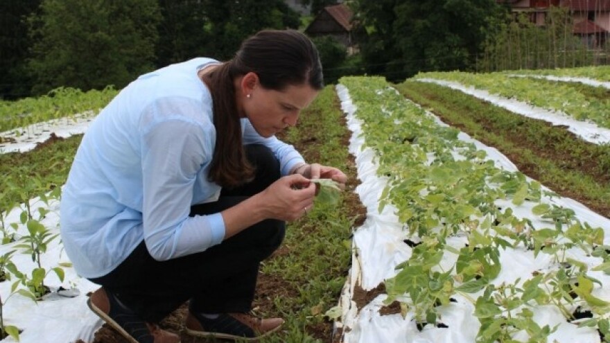 Uz folijarna đubriva do 9% povećanje proizvodnje!