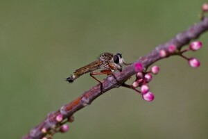 Podjela sadnica medonosnog bilja