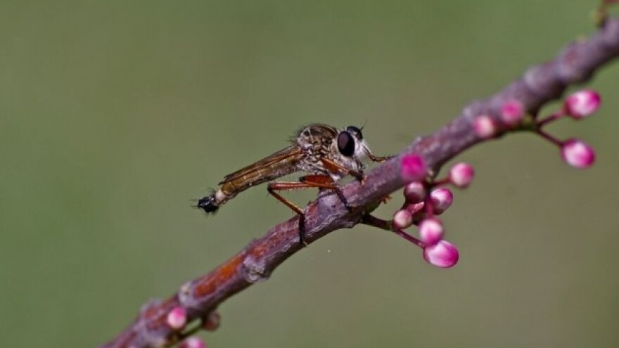 Podjela sadnica medonosnog bilja