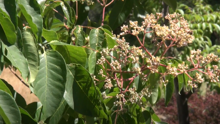Davorin Krakar: Evodija daje nektar i pelud u izobilju, preporučam je svim pčelarima