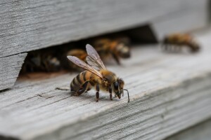 Evropska medonosna pčela glavni prenosilac bolesti
