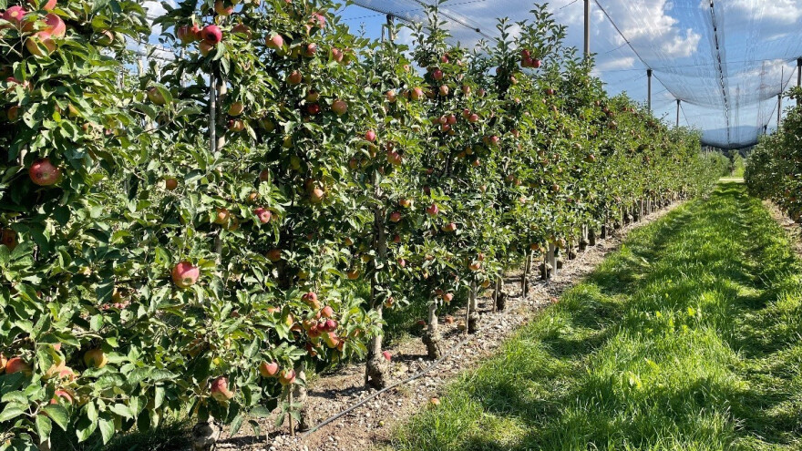 Jesenska prihrana eko gnojivima za ravnomjerno otpuštanje hraniva