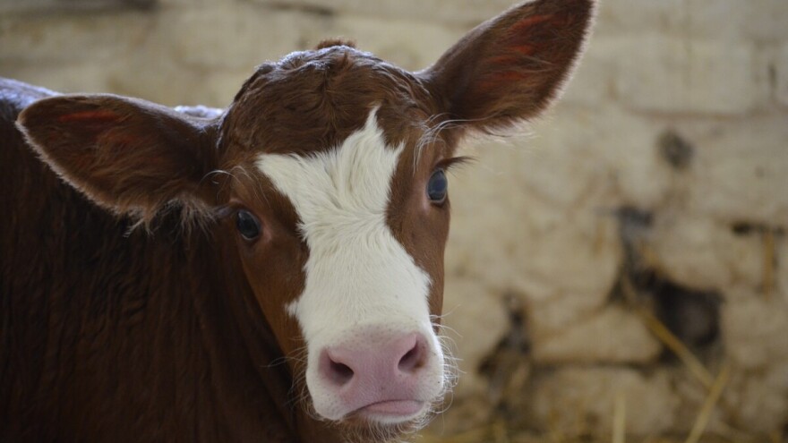 Osjetljiva telad: Uticaj mikotoksina na zdravlje i produktivnost domaćih životinja