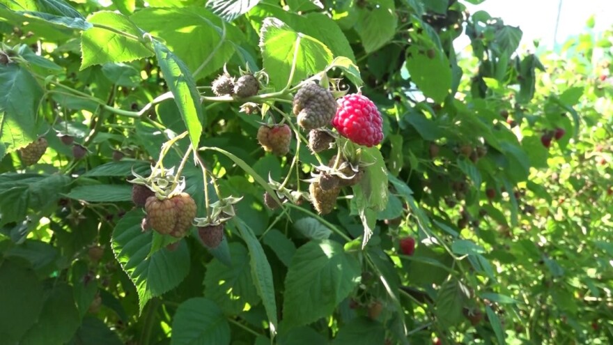 Koji su simptomi i kako suzbiti eriofidne grinje na malinama?