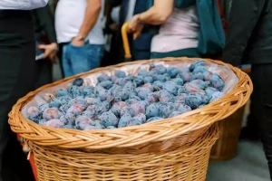Želite štand na gradačačkom "Sajmu šljive" - evo detalja