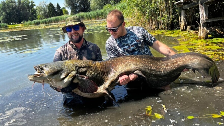 Ulovljeni somovi teški 54 i 65 kilograma. A gde i na koji mamac?