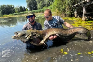 Vikend kapitalaca: U Podravini ulovljeni somovi teški 54 i 65 kilograma