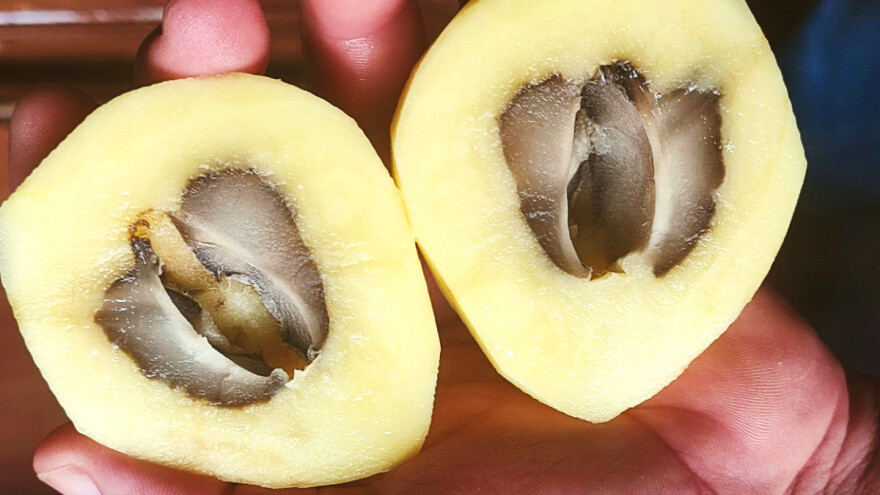 Zašto je središte gomolja krumpira crno?