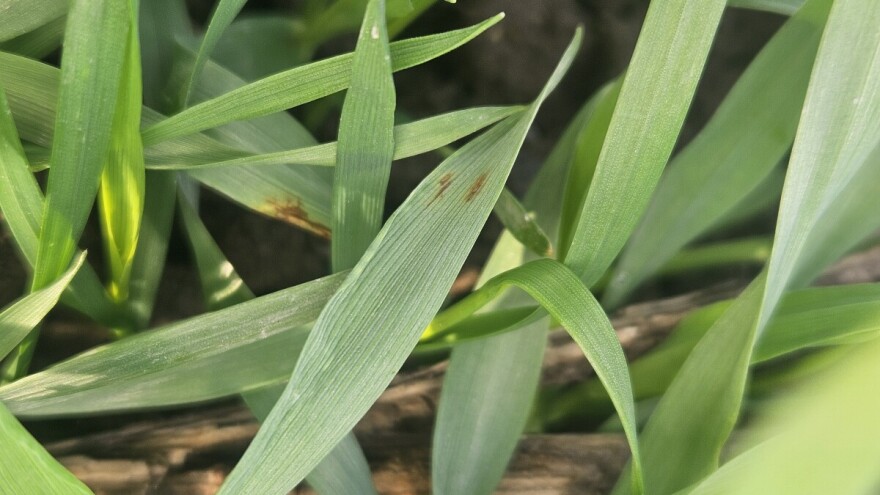 Obratite pažnju: Mrežasta pegavost ječma i vaši uočene u usevima