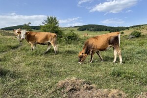 Otkupna cijena mlijeka 2,45 kn, a proizvodnje 4,03. Omjer u tovu goveda i svinja još je gori