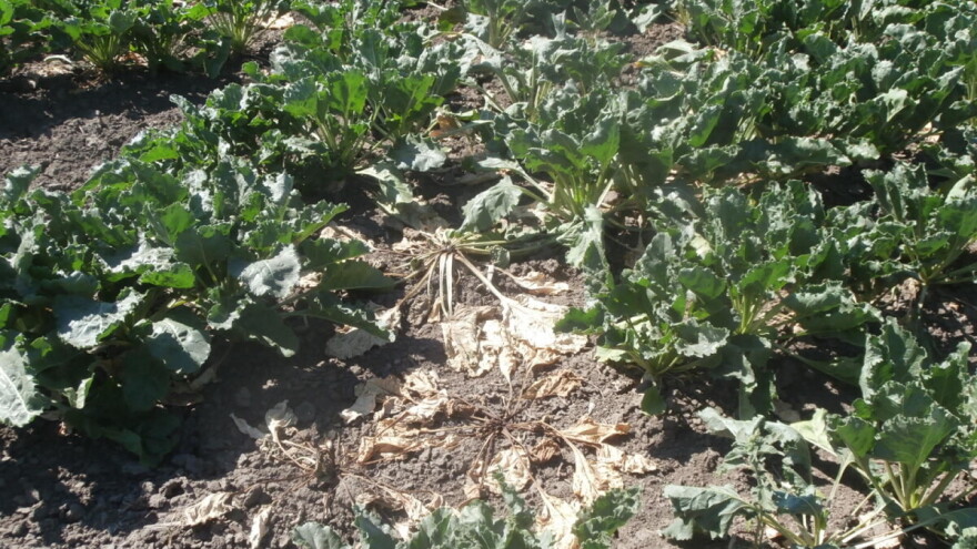 Šećerna repa u stresu zbog suše, opasnost od napada štetočina