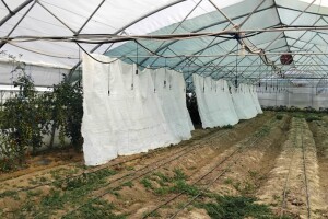 Kako pomoći povrću da se ne pregrije i da li kalemljeni rasad bolje podnosi vrućine?