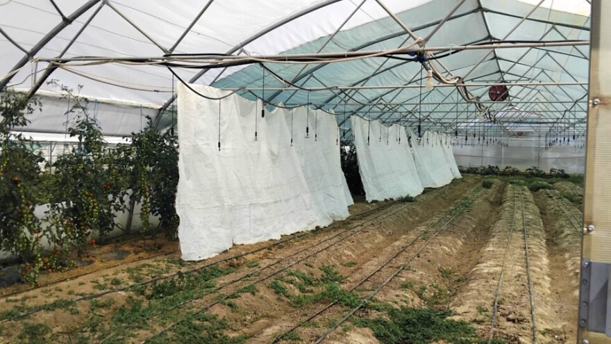 Kako pomoći povrću da se ne pregrije i da li kalemljeni rasad bolje podnosi vrućine?