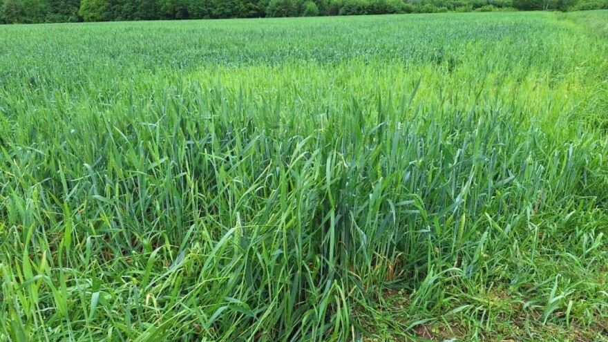 Nevrijeme oštetilo 50 hektara strnih žita u Prnjavoru