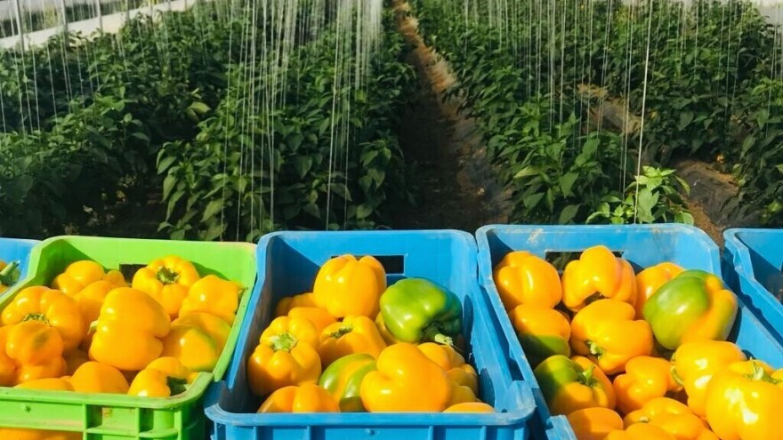 Kako ubrzati zrenje bez gubitka na čvrstoći i ukusu - trikovi profesionalaca