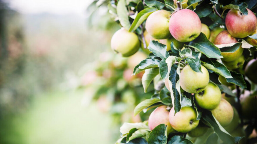 Tehnologija kokristala u zaštiti jabuke!