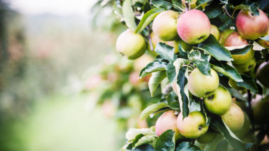 Tehnologija kokristala u zaštiti jabuke!
