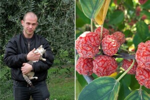 Fabio Flego uspješno uzgaja veliki broj egzotičnog voća usred Pule