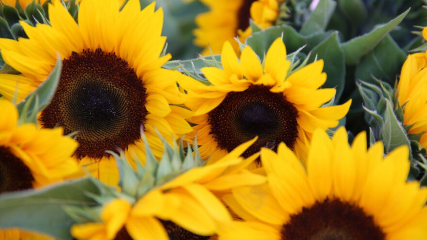 Otvara se fabrika za preradu suncokreta u Vogošći