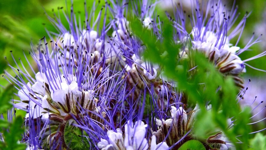 Facelija - izvrsna za pčele, ali i zemljište