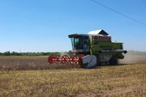 Žetva facelije privodi se kraju, prinosi dobri - oko 260 kilograma po hektaru