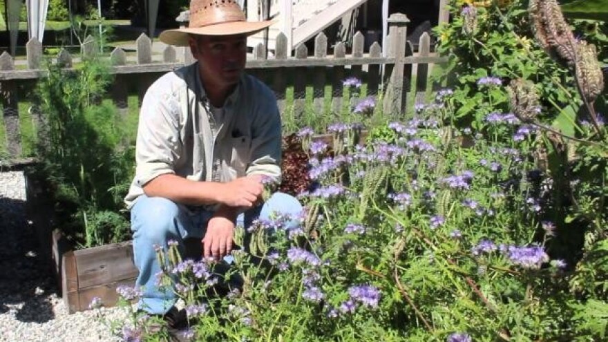 Pčele doista vole faceliju