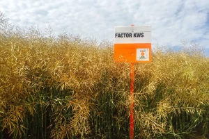 Hybrirock nosi 41% usjeva sjemenske uljane repice, po nekoliko tona dali su i Ametyst i Factor KWS