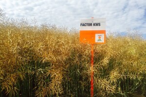 Hybrirock nosi 41% usjeva sjemenske uljane repice, po nekoliko tona dali su i Ametyst i Factor KWS