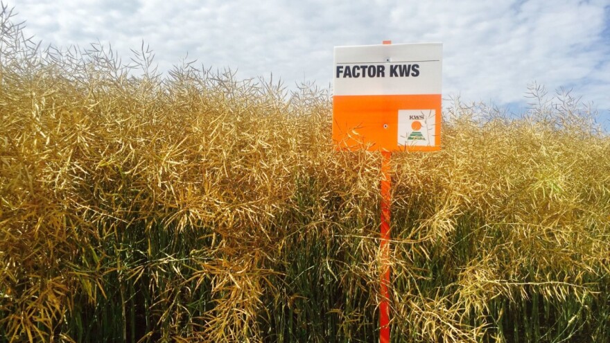 Hybrirock nosi 41% usjeva sjemenske uljane repice, po nekoliko tona dali su i Ametyst i Factor KWS