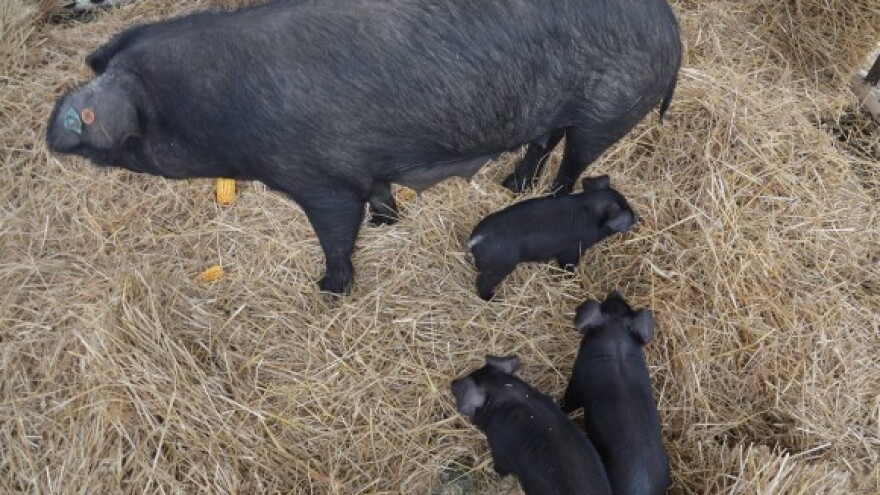 Šume rascjepkanije od zemljišta - potencijal velik