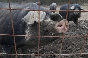 Populacija crne slavonske svinje u padu 20 posto