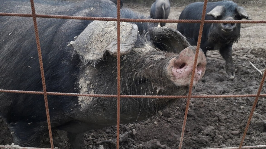 Populacija crne slavonske svinje u padu 20 posto