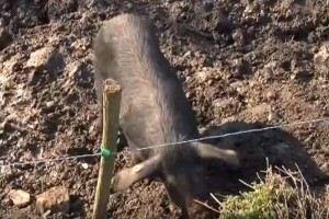 Projekt LENA ili kako je Vukovarsko-srijemska županija postala prva po uzgoju fajferice?
