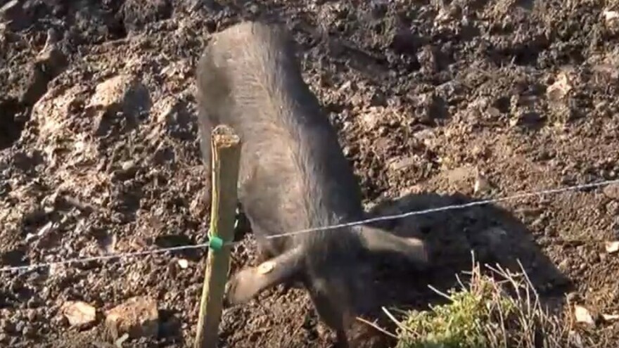 Projekt LENA ili kako je Vukovarsko-srijemska županija postala prva po uzgoju fajferice?