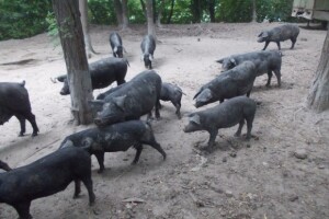 Prednosti i mogućnosti proizvodnje fajferice