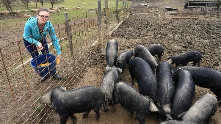 200 eura po uvjetnom grlu fajferice