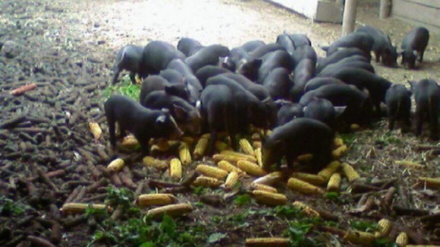 Črnkovačke fajferice probijaju tržište