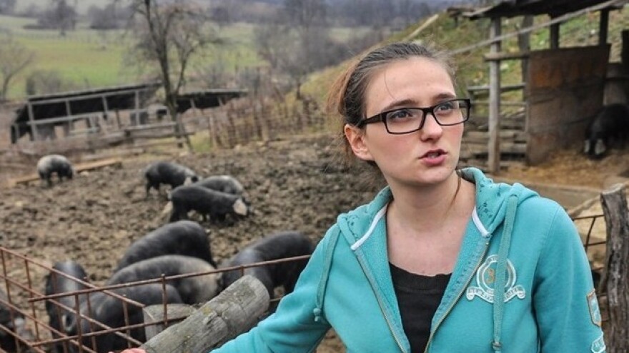 Siguran otkup za svinjogojce - Žito treba fajferice