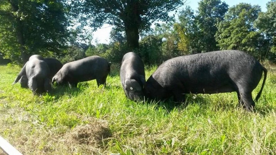 Gladne fajferice prave štetu kod Đakova