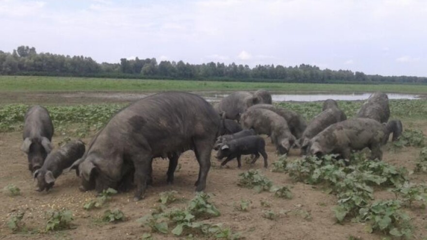 I fajferica u programu europske zaštite!