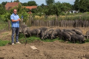 Osiguran stalan otkup crne slavonske svinje!