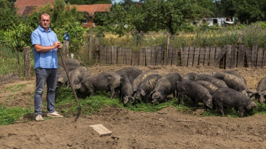 Osiguran stalan otkup crne slavonske svinje!