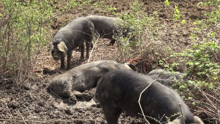Pokrenuli projekt zaštite mesa crne slavonske svinje oznakom izvornosti EU