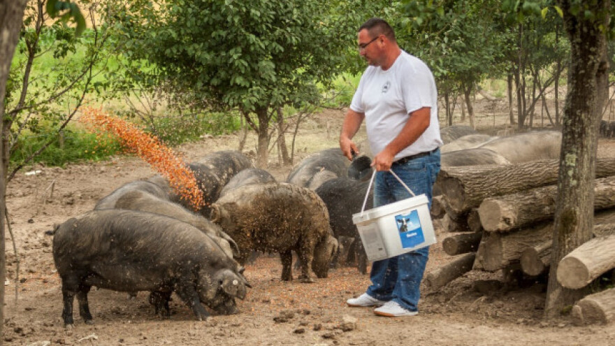 Svinjogojci više nemaju snage ni za jaukanje