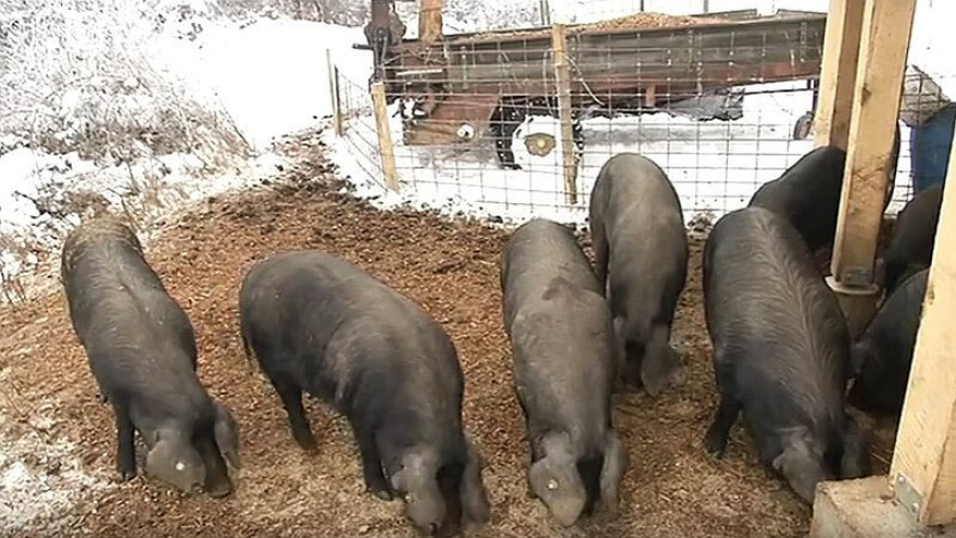 Žele omogućiti ponovno žirovanje fajferica