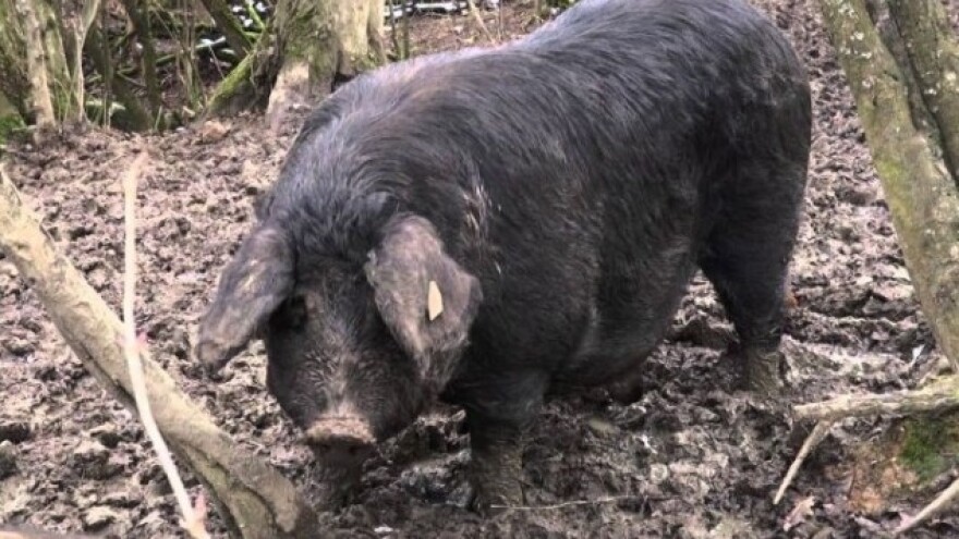 Uskoro novčana potpora za uzgoj svinja fajferica