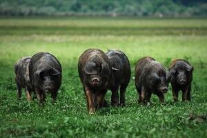 Biserje bacamo pred tuđe svinje