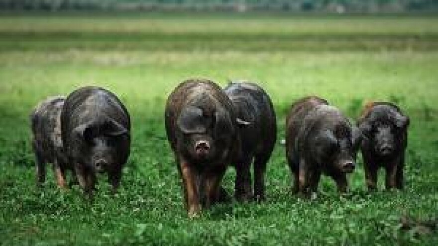 Biserje bacamo pred tuđe svinje